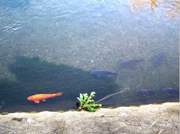 川水の中の鯉たちの画像イメージ