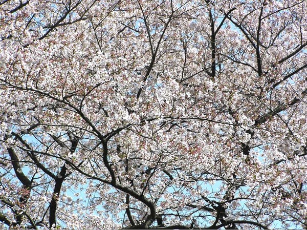 桜花らんまんたる春の風景の画像イメージ