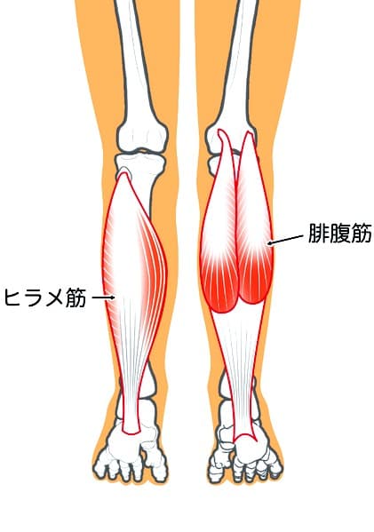 下腿三頭筋の画像イメージ