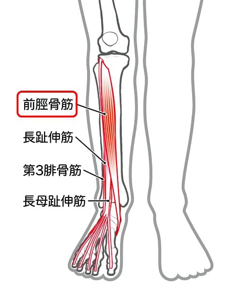 前脛骨筋の画像イメージ
