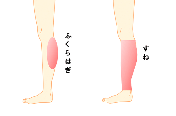「ふくらはぎ」と「すね」の画像イメージ