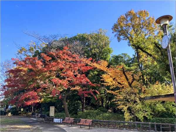 秋のウォーキングコースの画像イメージ